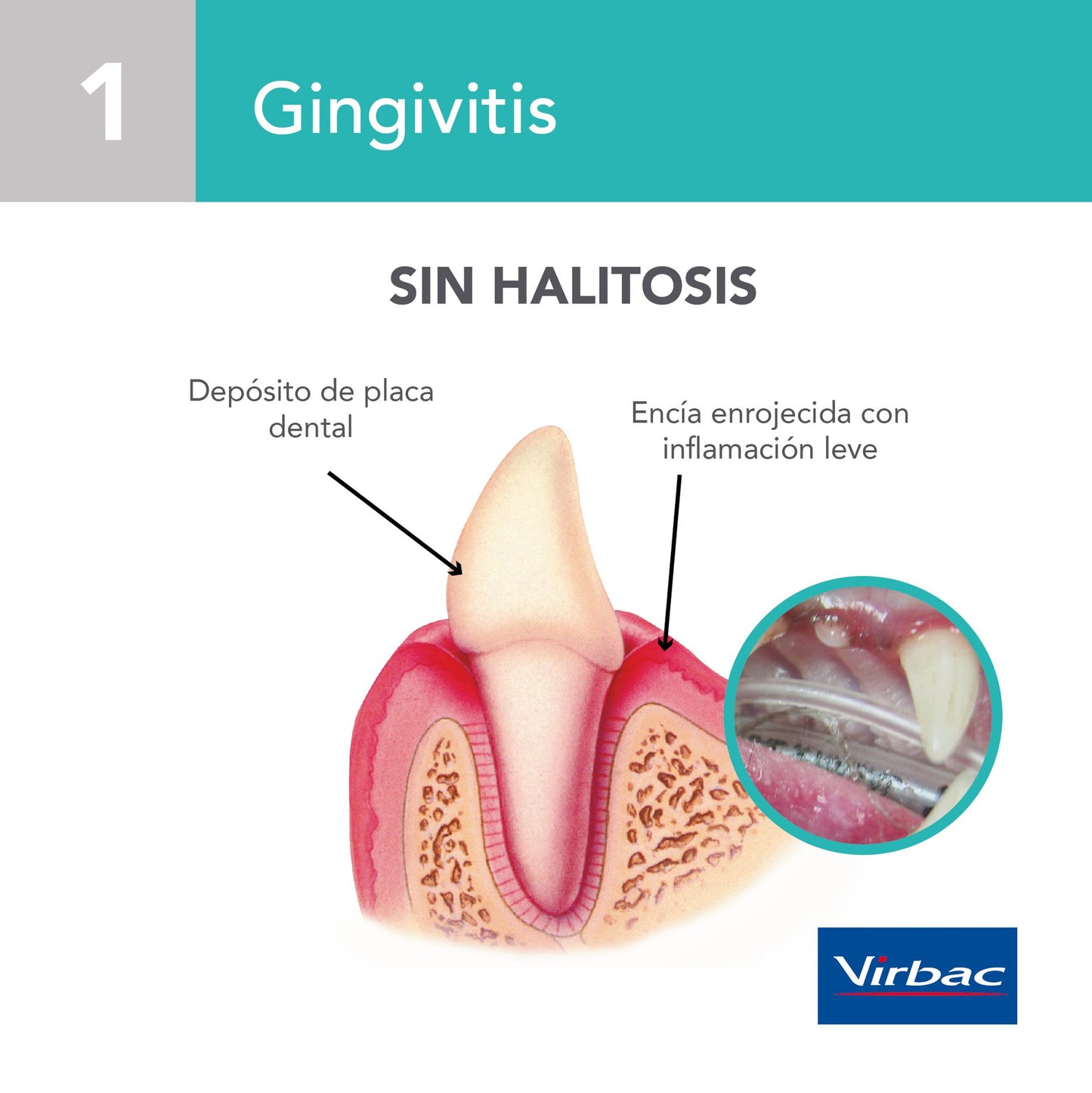 Tiras Masticables Veggident de Virbac para Perros Pequeños y Medianos