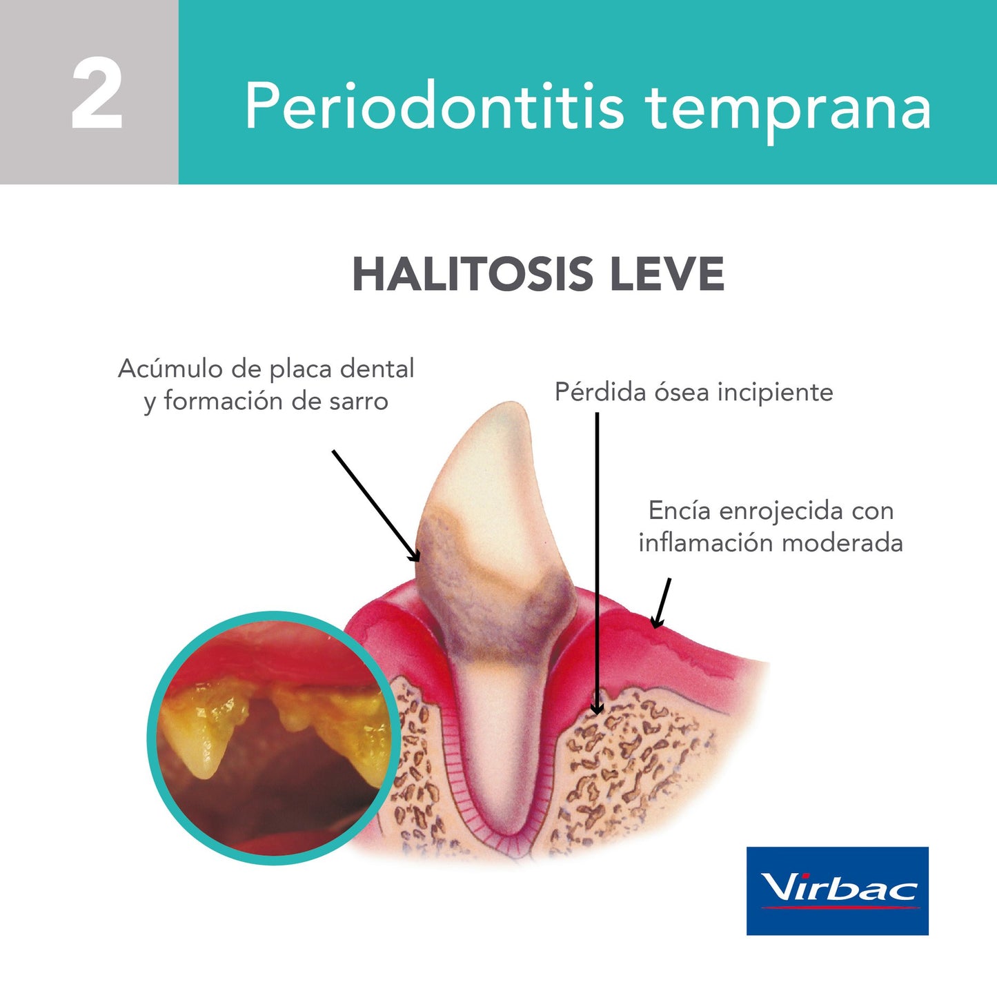 Tiras Masticables Veggident de Virbac para Perros Pequeños y Medianos