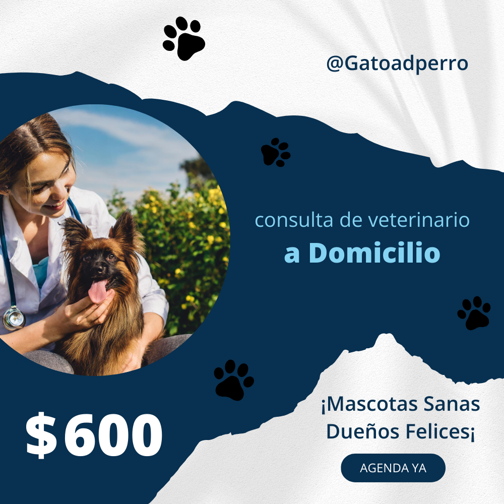 Consulta Veterinaria a Domicilio en CDMX | GatoandPerro.com