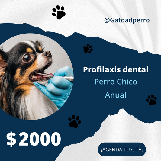 Profilaxis Dental a Domicilio para Perro Chico