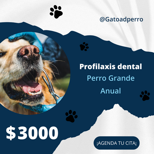 Prevención y Tratamiento del Sarro Dental en Perros y Gatos en CDMX | GatoandPerro.com