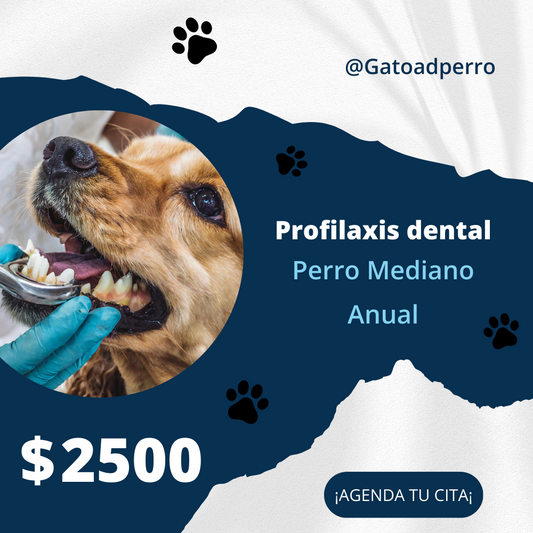 Profilaxis Dental a Domicilio para perro Mediano