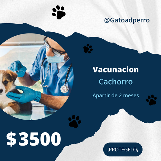 Vacunación para Cachorro a Domicilio